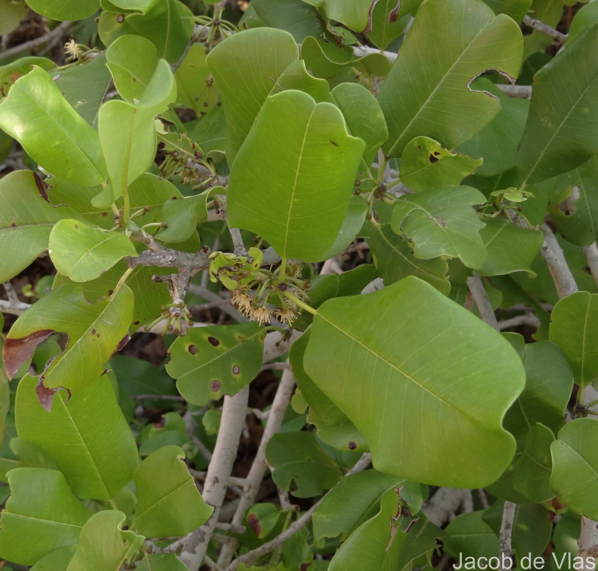Manilkara hexandra (Roxb.) Dubard